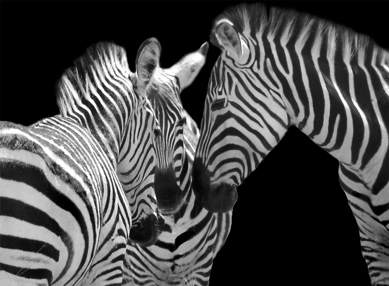 Zebra Heads Together-black background-BW.jpg :: Three female zebras have their heads together