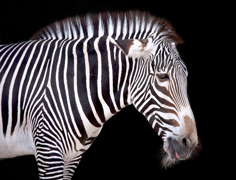 Zebra High Detail On Black-BW version.jpg :: Grevy Zebra close up view shows the unique fine stripes of this species of zebra.
