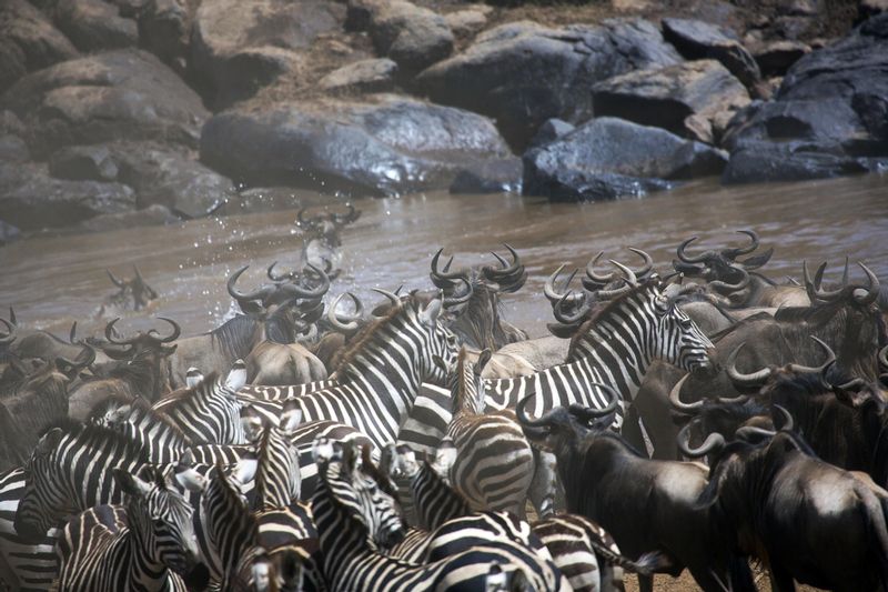 Zebra Join The Migration.jpg :: Perhaps being wiser the zebras take longer to make the crossing