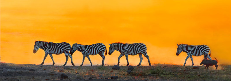 Zebra Leaving At Sundown.jpg :: Group of zebra are heading toward the woodlands for the night as a wart hog is following along.