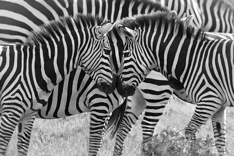 Zebra Nose to Nose-BW version.jpg :: Zebra pair showing affection.