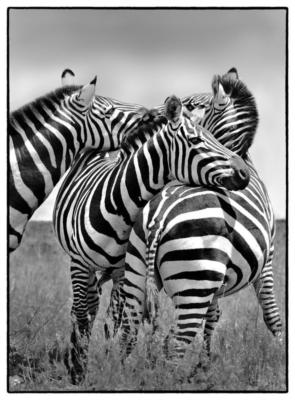 Zebra On Alert in Serengeti  BW version.jpg :: Zebra on alert as they watch each direction in Serengeti