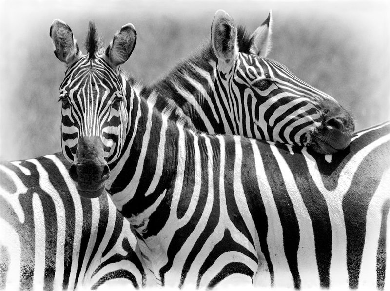 Zebra Pair-BW version.jpg :: A zebra pair are watching each other's back as they rest.