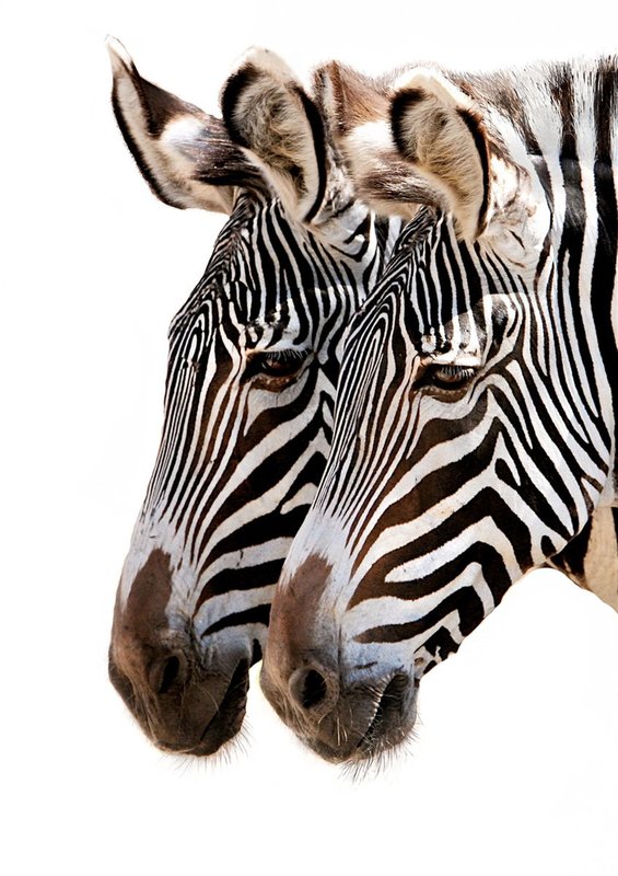 Zebra Twins-BW version.jpg :: Two female Grevy Zebras standing close together.