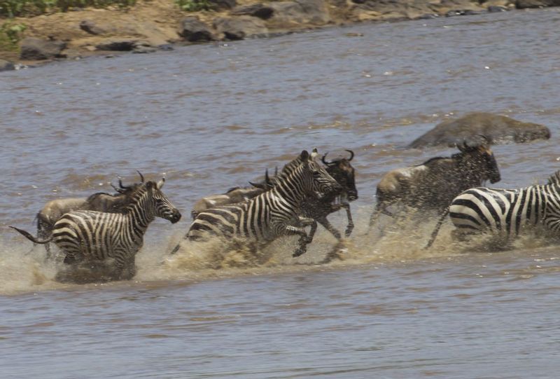 Zebra Wildebeests Exiting River.jpg :: A view of the anxious zebras and wildebeests exiting the Mara River