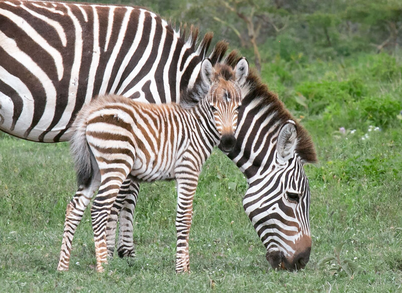 Zebra and Newborn 164A1991.jpg :: Zebra newborn stays close to mother