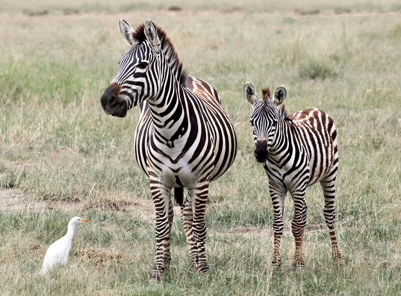 Zebra and Young with Egret Nearby 5L2A5169.jpg :: Zebra standing on grassy area fo Amboseli with egret nearby.