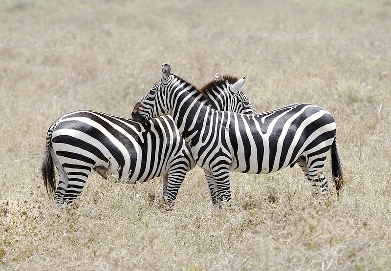 Zebra pair watching each others back.jpg :: This male and female pair are \