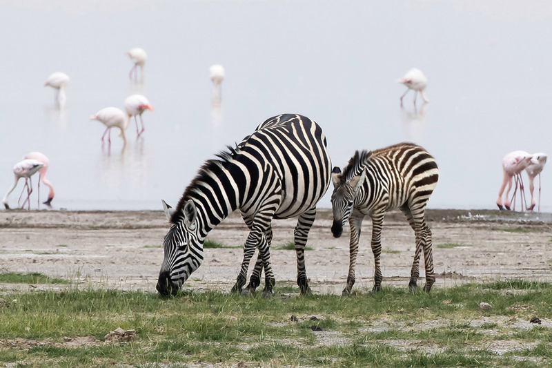 Zebra with Young At Beach.jpg :: Zebra and young grazing near Lake Elementatai in Kenya with flamingos in background