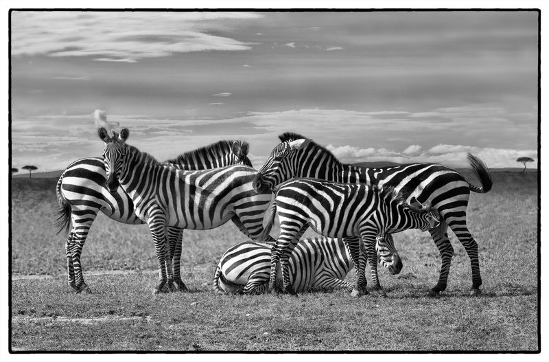Zebra-Family Masai-Mara.jpg :: A zebra family is standing on the plains of the Masai Mara.