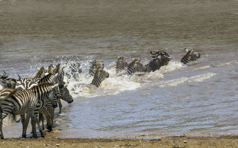 Zebras In The Migration.jpg :: Zebras migration, zebras swim across the Mara Rive.