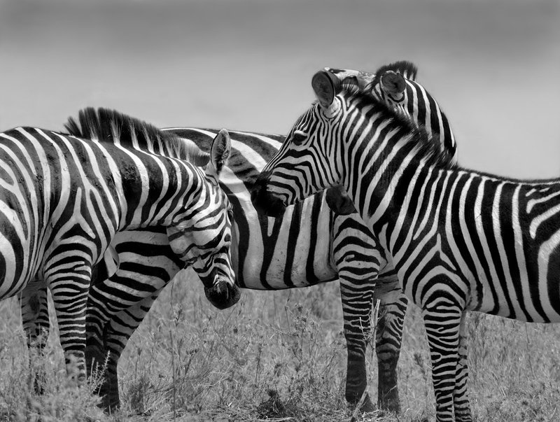 Zebras Rubbing Heads.jpg :: Zebra showing friendship by head bumping in Masai Mara.