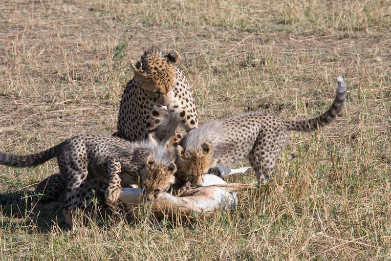 cheetah Cubs Join Mom And Inspect Prey.jpg :: Cubs have now joined their mom and inspecting the kill.