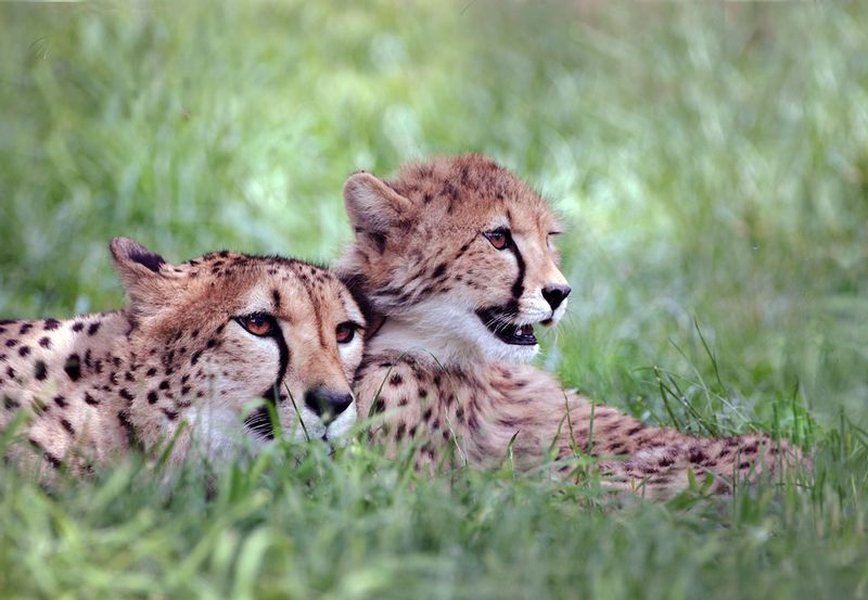cheetah-and-young ZO7L8845.jpg :: Cheetah mother and cub lying in grass