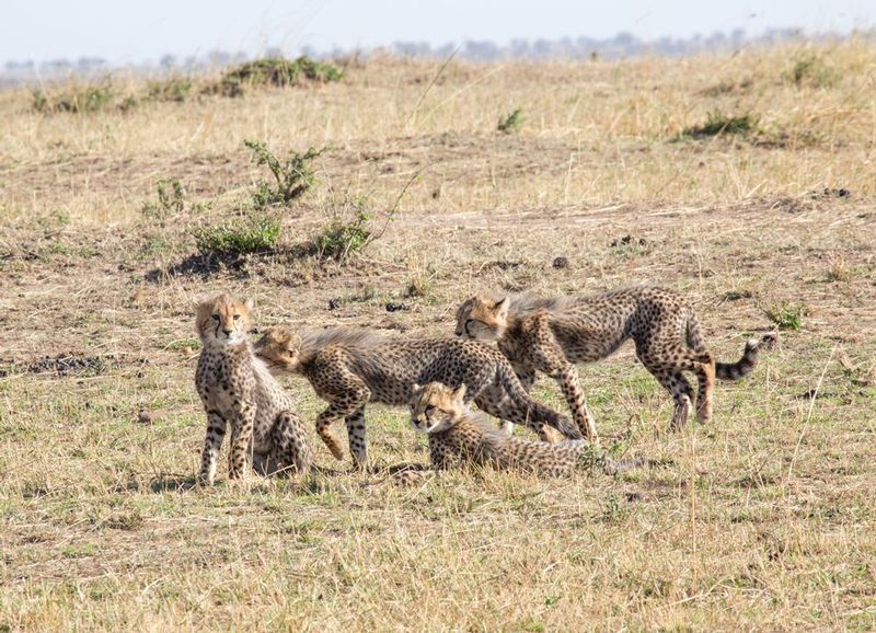 cheetah-cubs-waiting.jpg :: Cheetah cubs are anxiously watching their mother catch prey.