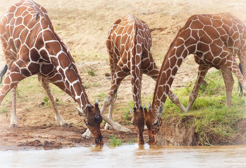 giraffe-group-drinking at river bank.jpg :: 3 giraffes are drinking from river in Samburu Kenya