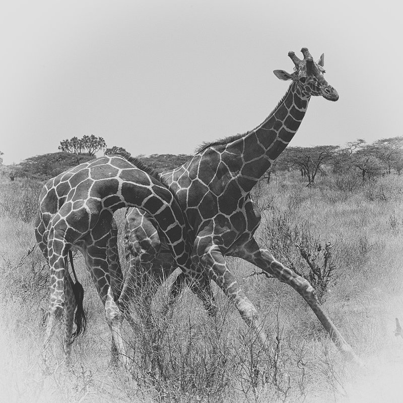 giraffe-males-in-combat-pose 4- BW version.jpg :: Giraffe males in combat (necking)