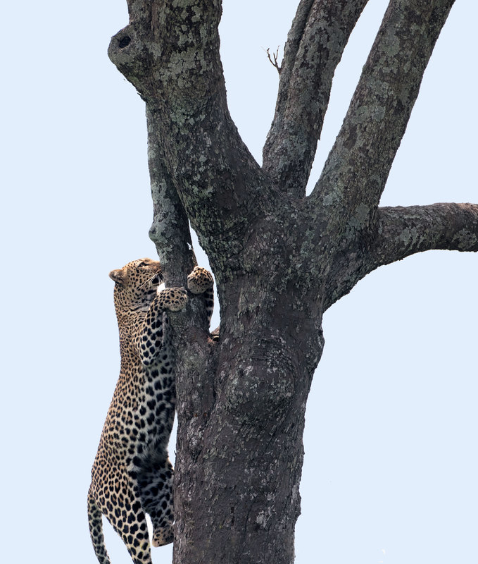 leopard Climbing Up.jpg :: Leopard climbing up tree