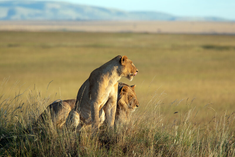 lion-male-and-female-sitting-on-mound.jpg :: lion-male-and-female-sitting-on-mound late afternoon 