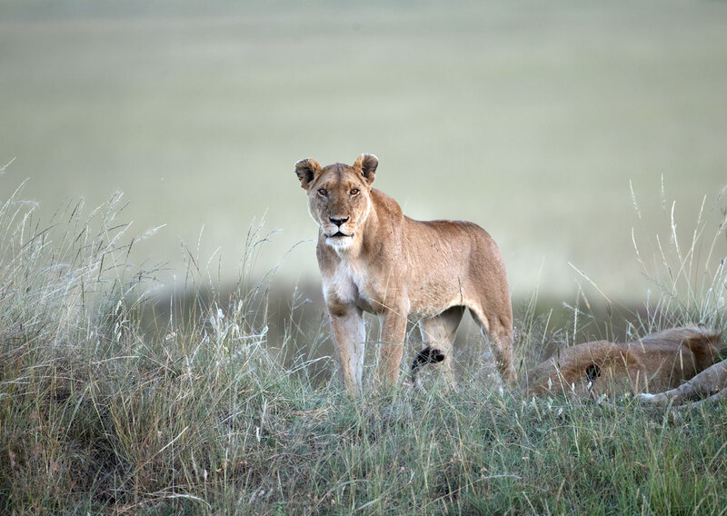 lioness-looking-at-you.jpg :: lioness-looking-at-you