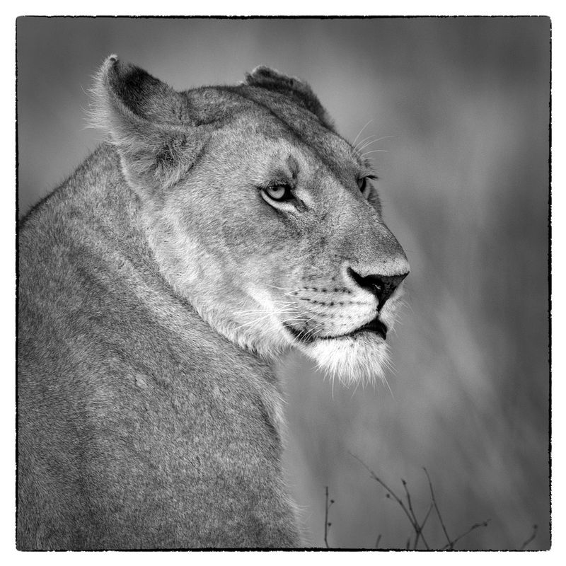 lioness-showing concern.jpg