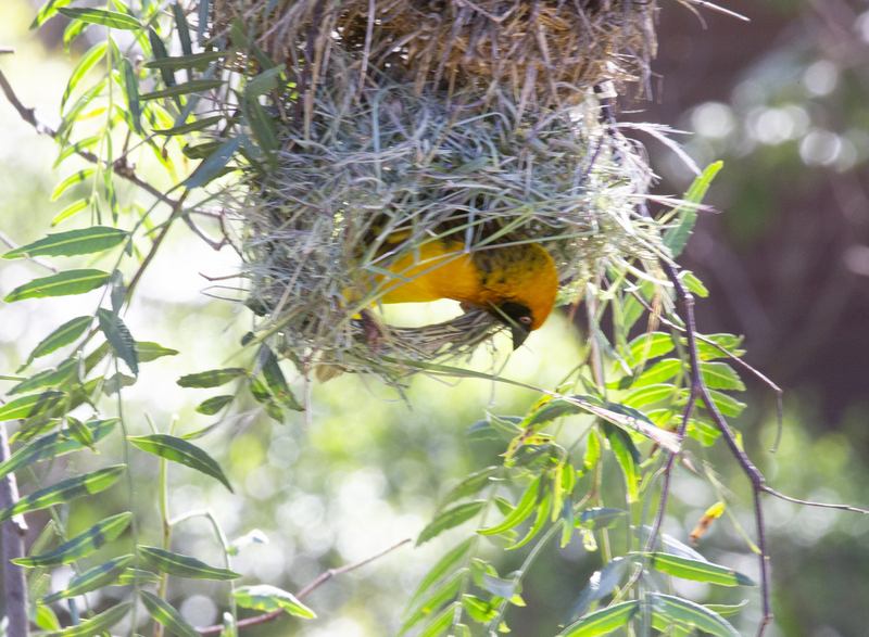 social weaver coming out of nest 164A2359s.jpg :: social weaver coming out of nest