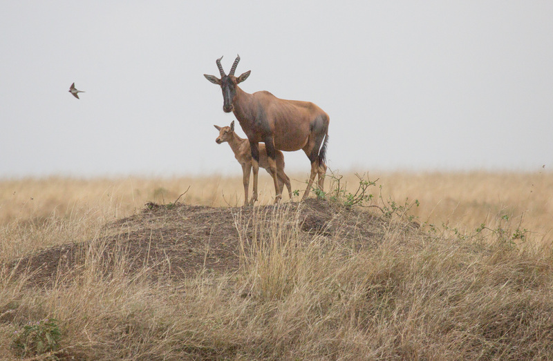 topi and Young.jpg :: topi with young standing on mound