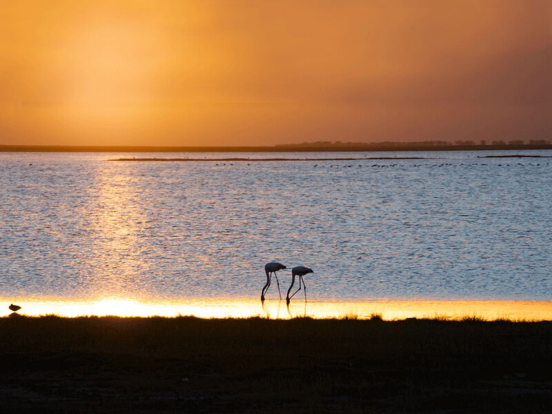 two-flamingos-at-sunset.jpg :: two-flamingos-at-sunset