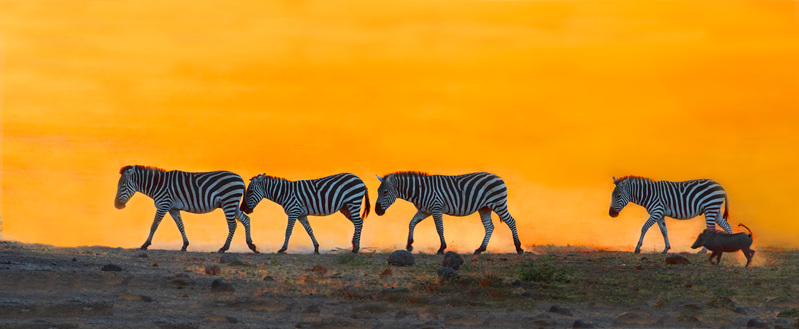 zebra leaving at sundown with warthog 14x34.jpg :: Zebra group leaving at sundown