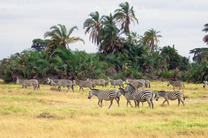 zebra-herd 164A5436.jpg :: zebra herd in Amboseli Kenya