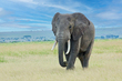 164A0648-Elephant-bull-walking-in-grassland-tif(1).jpg