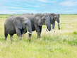 5L2A7382Three-elephants-walking-forwardskyweb.jpg
