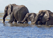 AA19-Elephants-walking-out-of-Chobe.jpg