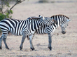 Zebra-romance-CN4F9176.jpg