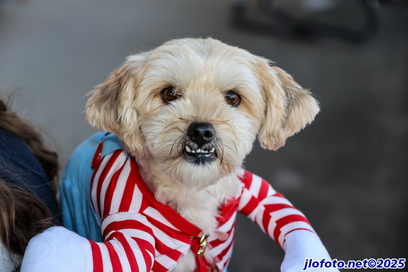 20251101-0258JMK.jpg :: Nov01, 2025: SCCA Trunk or Treat - Cincinnati Region at Traders World, Lebanon, Ohio