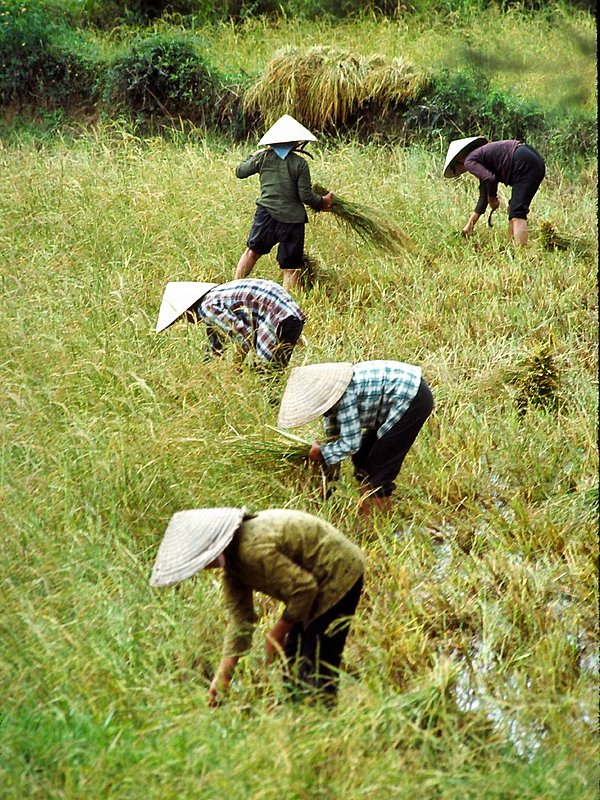 53   Rice Harvest.jpg :: Field workers are generally female, the hours are long and grueling in the Southeast Asian sun. 