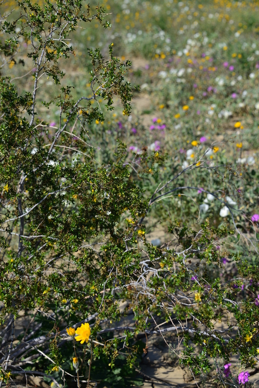 DSC_5130.jpg
