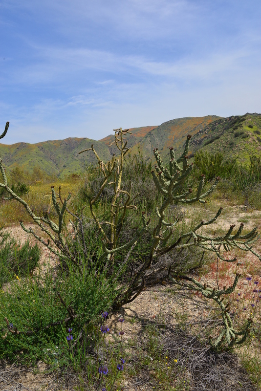 DSC_5657.jpg