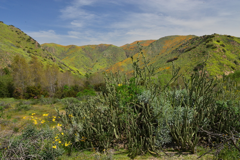 DSC_5696.jpg