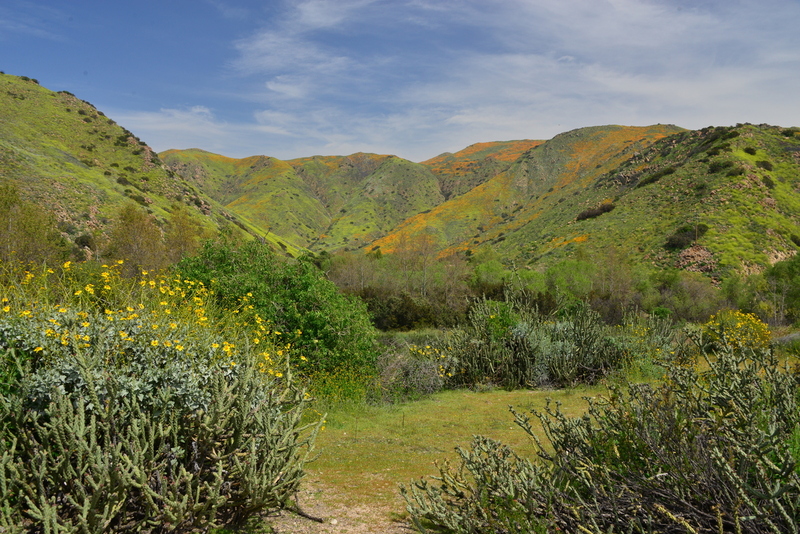 DSC_5699.jpg