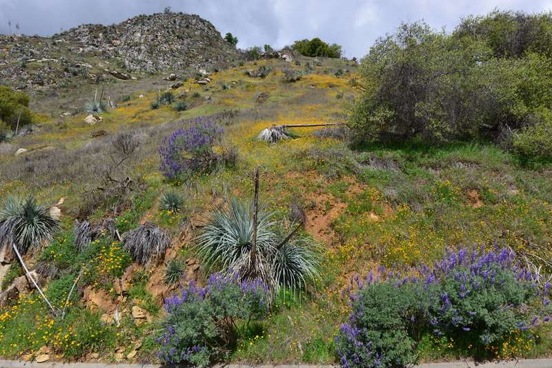 DSC_5983.jpg