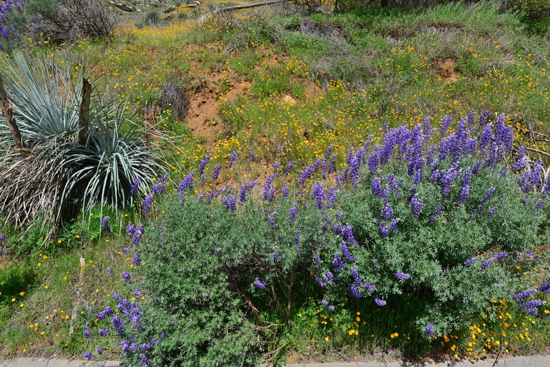 DSC_5987.jpg