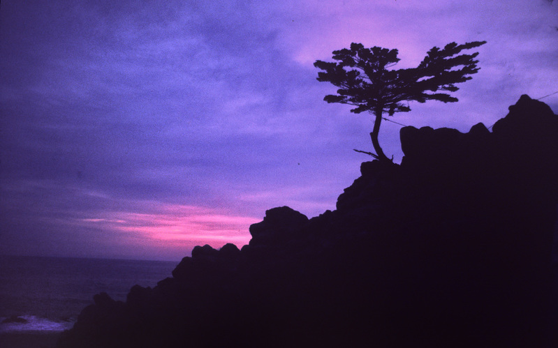 Lone cypress.jpg