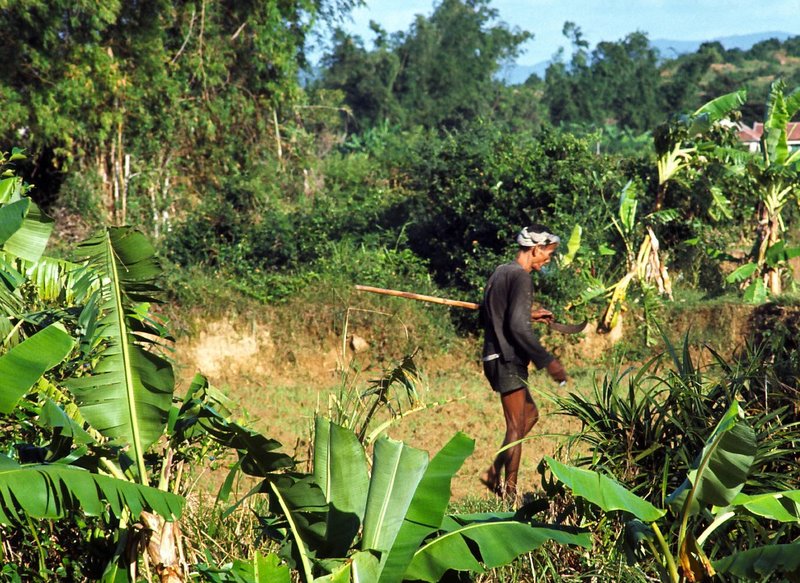 Vietnamese farmer.jpg