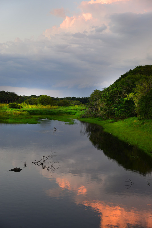 Alligator Sunset.jpg :: Early evening at Myakka Park, Florida offers so many natural photo ops..
