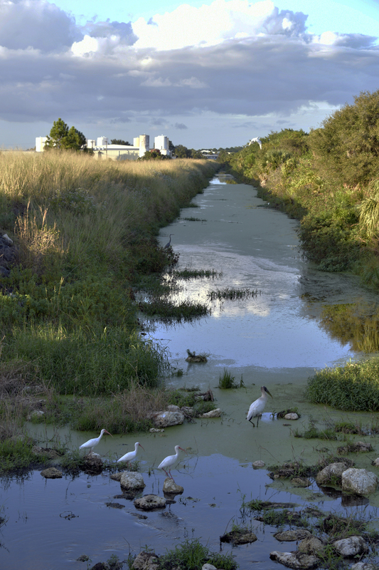 Along Route  29.jpg :: Meandering along Florida's Route 29 i happened upon this evening scene when all  is quiet and beautiful.