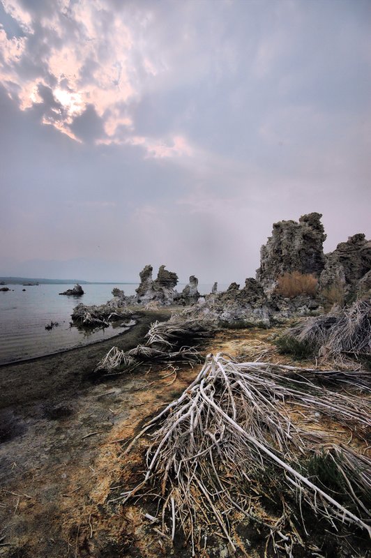 Bleached Branches.jpg :: Throughout the shores are scattered branches bleached by the sunlight.