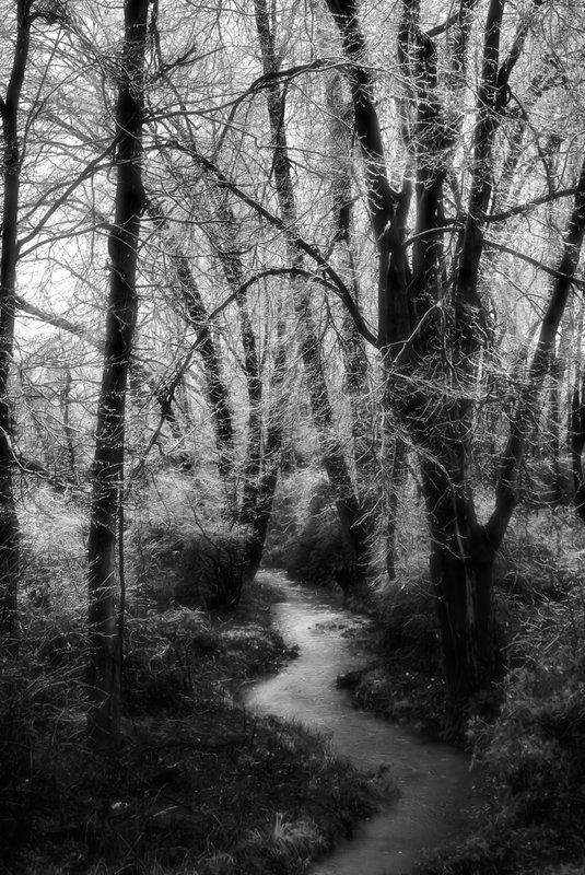 Crystal woodland.jpg :: In my neighborhood, go to the stop sign and turn right.  I passed by this biome often and paid little attention to it.  On this morning Mother Nature's visit transformed a benign scene into a crystal woodland..