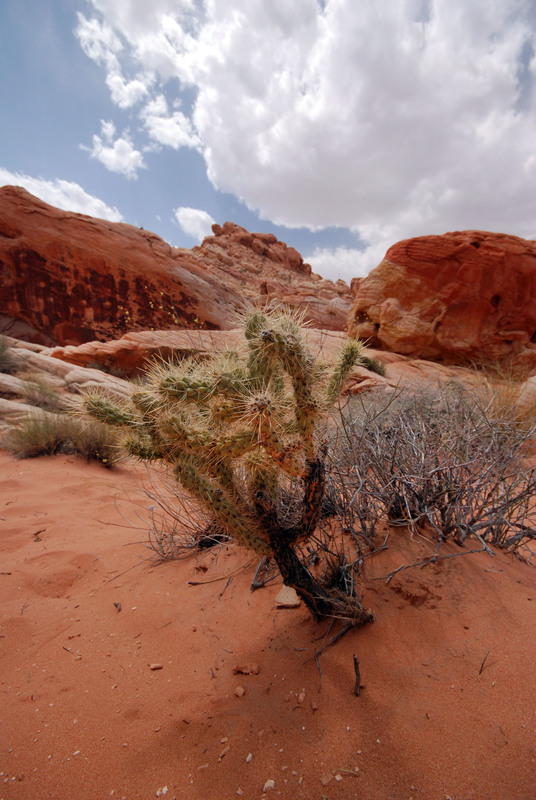 Desert Cacti.jpg :: Cacti, Thistle and other desert species survive and live in harmony with the unique and rare sandstone environment. As a human being I am humbled by Mother Nature's artistry.