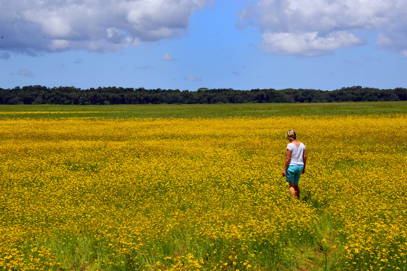 Field of Gold.jpg :: Myakka State Park, FL